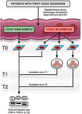 Hericium erinaceus, in combination with natural flavonoid/alkaloid and B3/B8 vitamins, can improve inflammatory burden in Inflammatory bowel diseases tissue: an ex vivo study